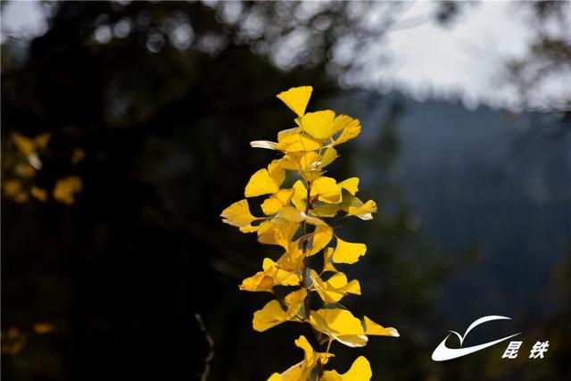 金叶映古驿！妥乐千年诗意，此刻正当赴