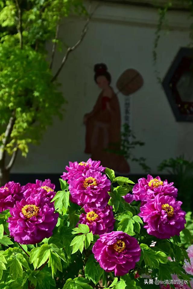 极美洛阳城牡丹迎春吐蕾绽放