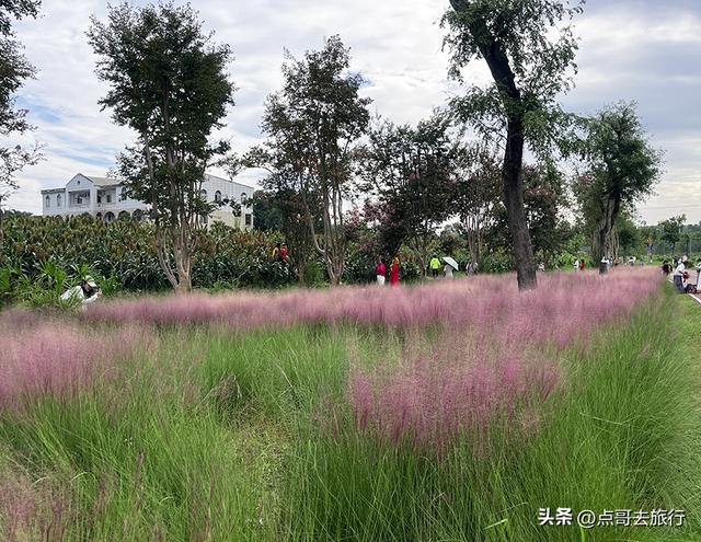 成都隐秘绿洲，三种景致如梦幻，超级惊艳，不要门票，公交直达！