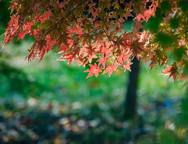 【多图预警！】这里不是5A景区，是鲁南制药！