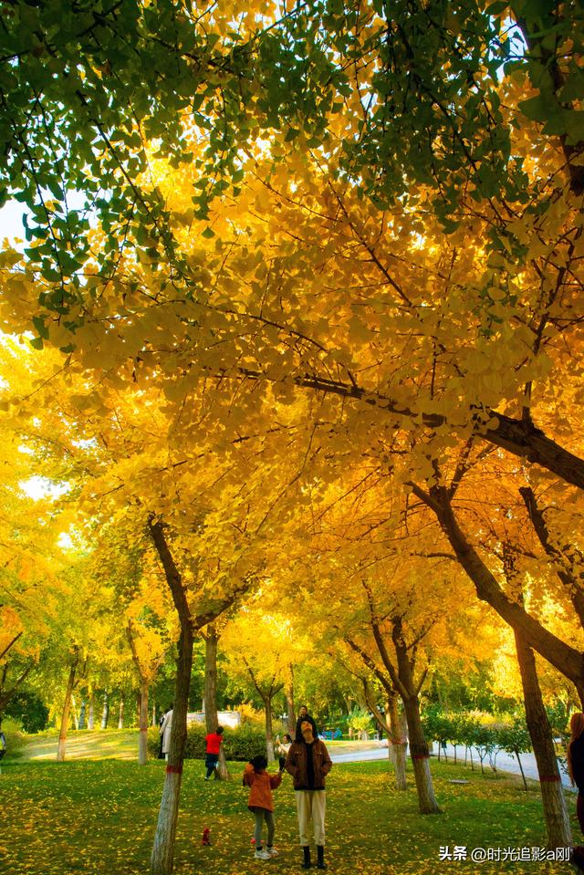 银杏季，一场不用预约的金色盛宴！