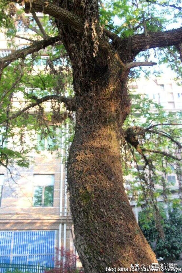 景德镇人民公园观后（江西之旅第三十篇）