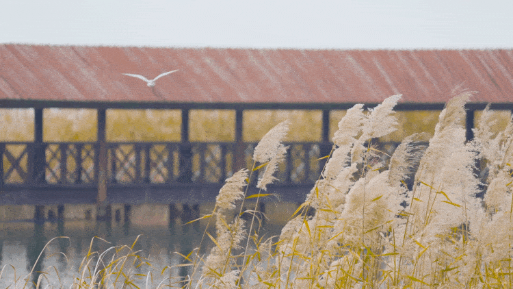 真的很美！2025苏州太湖观鸟超详细攻略来啦！