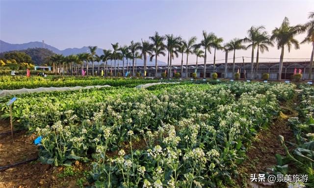 三星增辉南山月，三马拉动秋冬游，三水南山上演不落幕的文旅盛宴