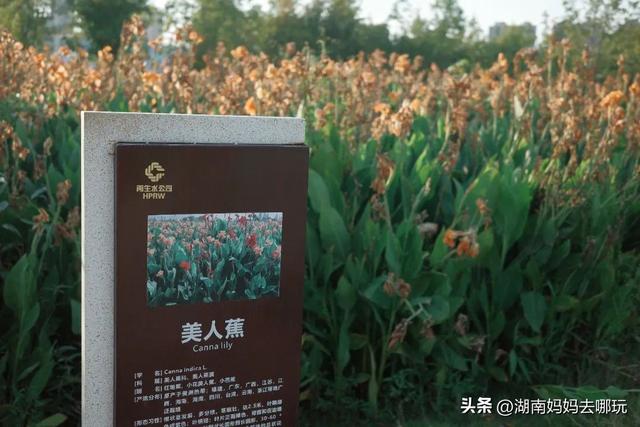 长沙人有自己的“东方明珠”？初秋，带娃往高处去！