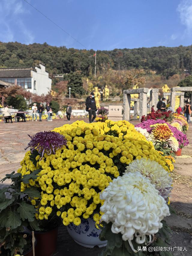 常州城东横山桥白龙观 冬日菊花节 采菊东篱下，悠然见横山