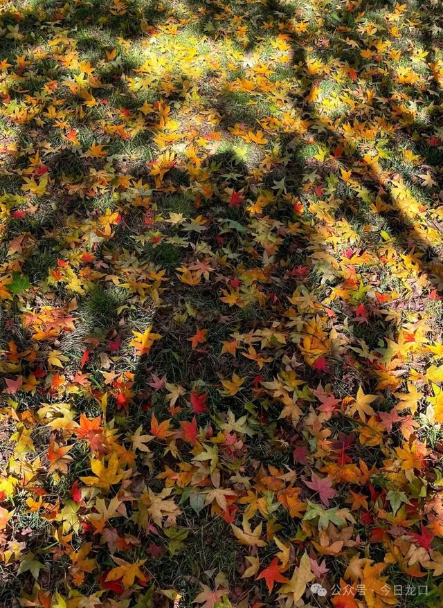 最近，龙口这两个地方美出了新高度！很多人都去打卡~~~