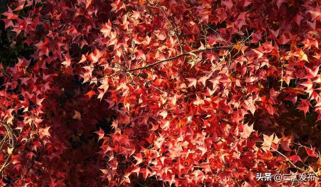 县城“枫”景美 初冬韵渐浓