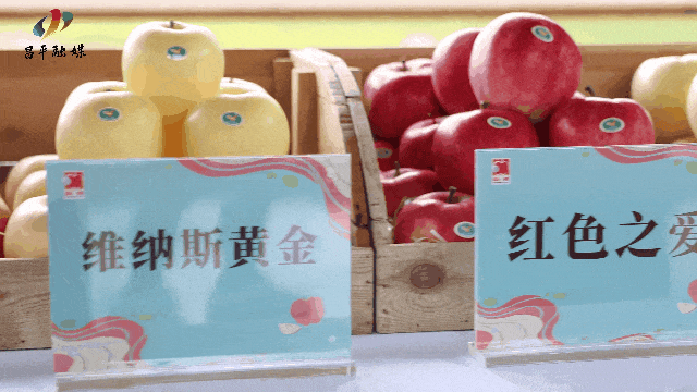 万吨苹果成熟正当时！昌平发布4条苹果采摘路线