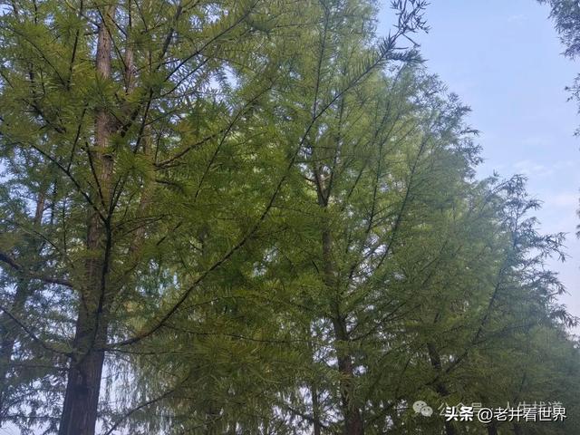 慧河湿地里的济宁新发现 || 胡成冮