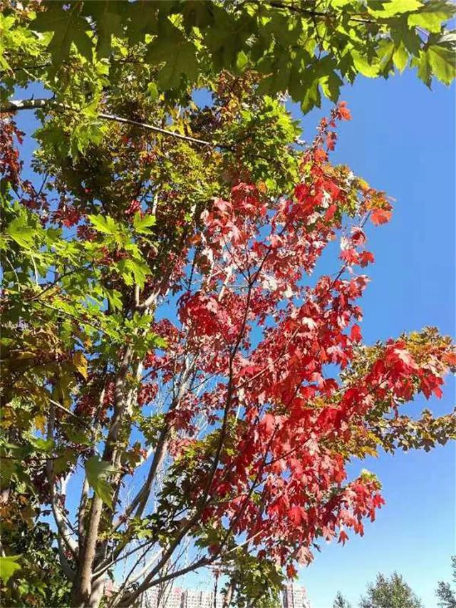 冰城的枫叶开始红了｜秋日叶景之美徐徐展开