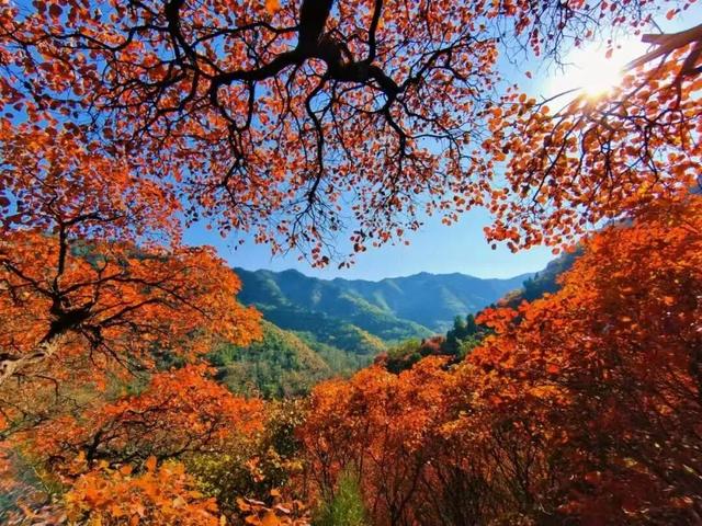 抱犊崮入选山东金秋醉美红叶观赏地