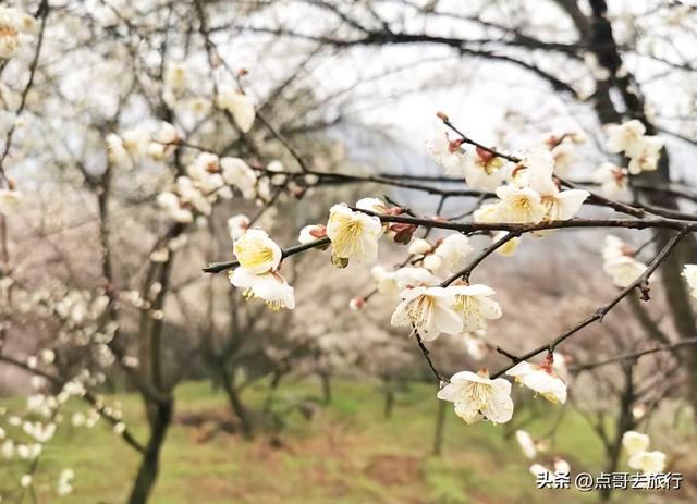 成都最新5个梅林花海，你该去哪个？其中一个被称为成都小林芝！