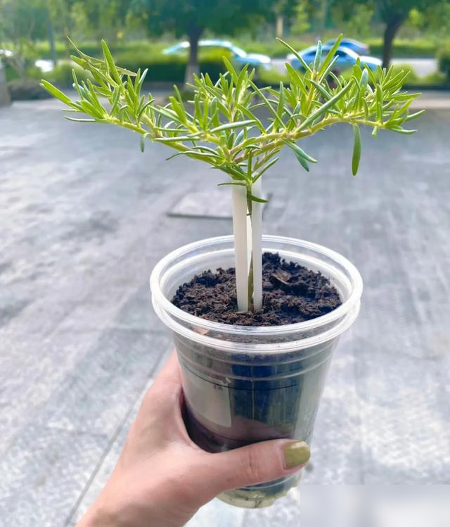 北京一45岁姐姐，因“穷养太阳花棒棒糖”而走红，省钱又治愈！