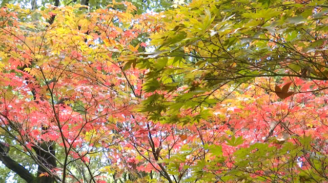 春城的秋天是什么颜色？来黑龙潭，给你一片火红的答案