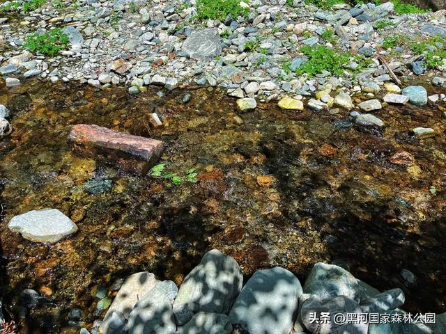高温别怕!进山纳凉来黑河,山水环绕凉快极了!