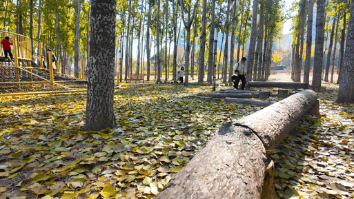 顺义白杨林：把冬日浅金，织进一帧鎏金诗篇里