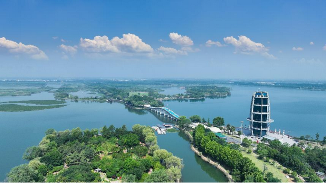 金色长廊迎客来！江苏东海西双湖景区梧桐大道进入最佳观赏期