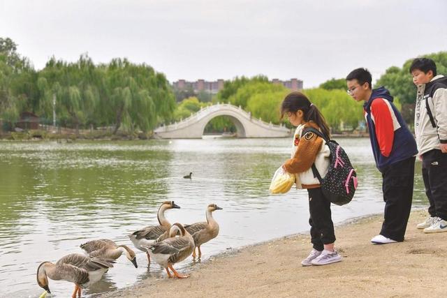 邯郸这里有个“天鹅湖”！