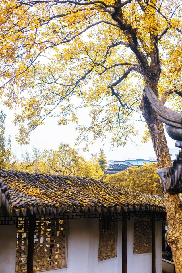 枫叶不输北国，园林比故宫浪漫！这座城市私藏了江南的所有秋天