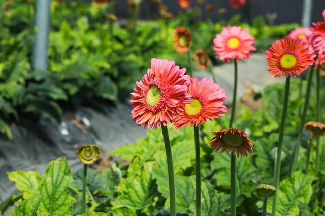 石巷、落日、采摘，济南这座古村一年四季都在“慢生活”