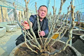 菏泽精品牡丹将赴赛花会竞芳华图片