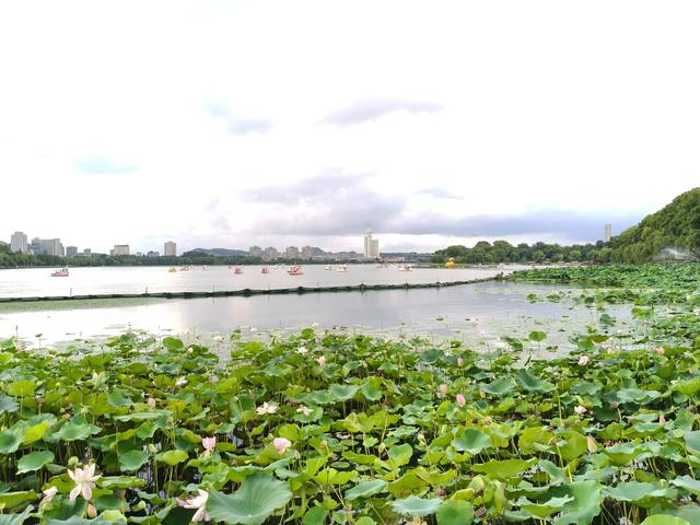夏日的玄武湖公园荷花四面环绕。
