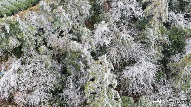 寒潮“炫技”成功！三江这地方浪漫值拉满