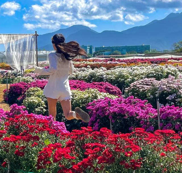 菊花