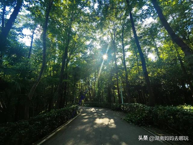 长沙南城遛娃，就爱这条免费清凉路线！
