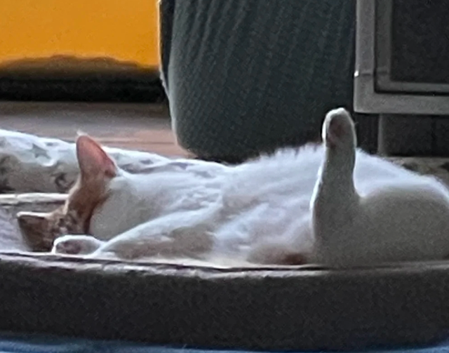 小姐姐每次加班后都在猫跟前骂老板，结果…猫第一次见老板就哈气