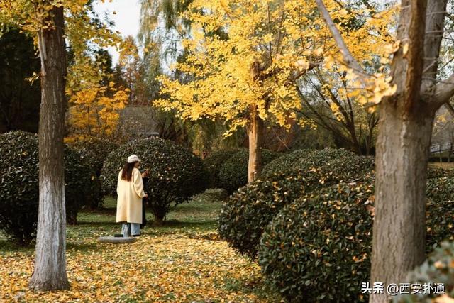 红透了！西安这片水上杉林，已进入最佳观赏期！
