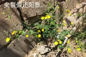 抗癌传奇∶尖裂假还阳参，披着蒲公英外衣的参，农村路旁找起来图片