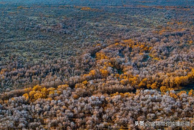新疆轮台县：轮南胡杨林惊现雾凇奇观