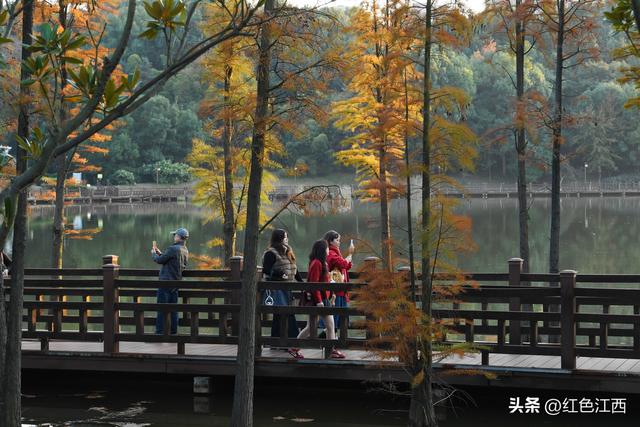 初冬限定美景！宜春北湖水杉成游人拍照“新地标”
