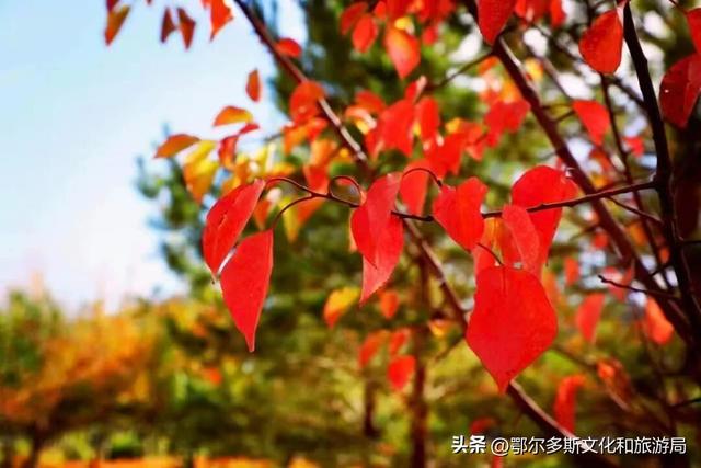 杭锦旗的深秋是懂出片的