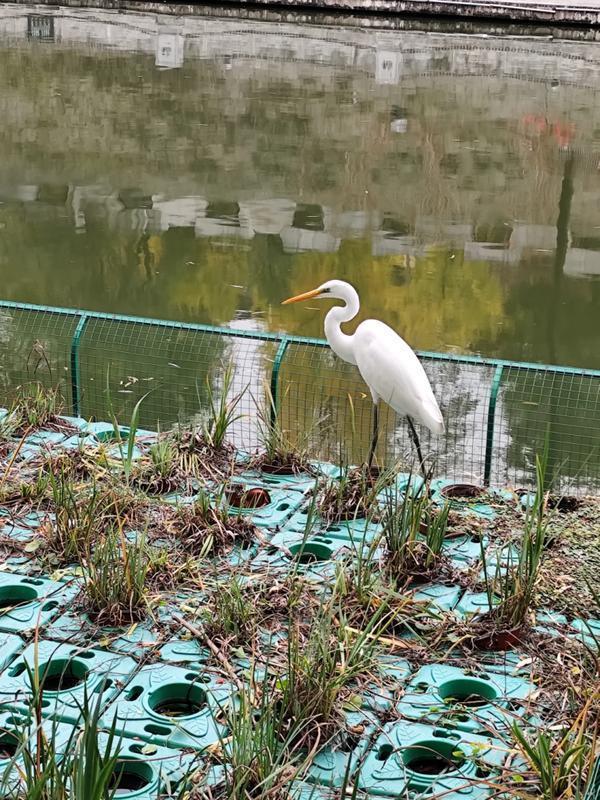 西安环城公园暖意浓 大白鹭翩跹成冬日“新景”