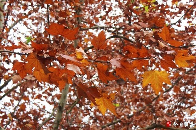 金光满枝！三元路梧桐大道美成油画