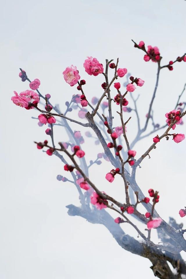 航小天带你看长安 | 唐村首批梅花悄然绽放