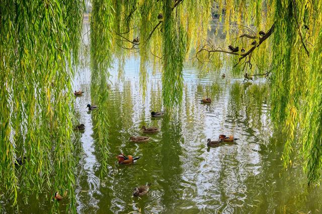 北京圆明园秋色，金风拂残垣，静品岁月，赴一场秋韵时空之约