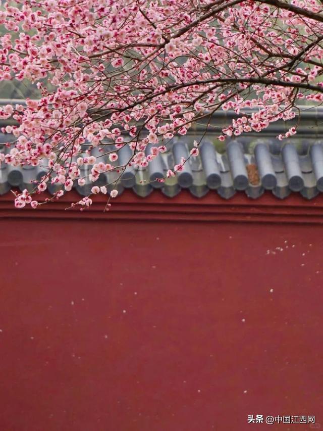 梅花开了！江西这些赏梅胜地太好拍