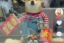 福建泉州一服装店6岁“迎宾柴犬”走红线上线下，网友：每一口狗粮都是自己挣的图片