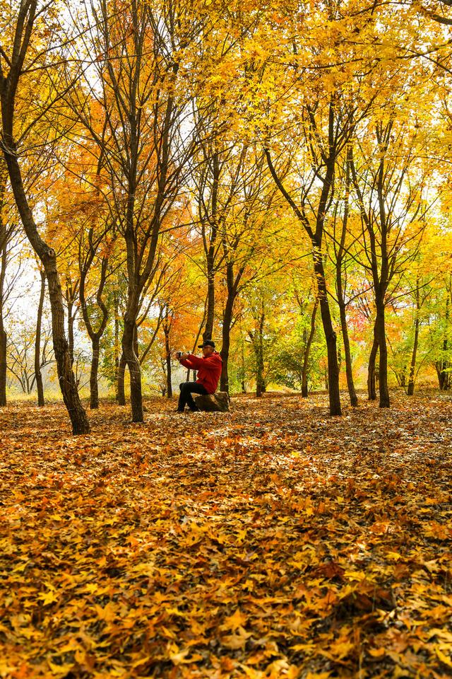 泗水县万紫千红旅游区：静谧而斑斓的生态画卷