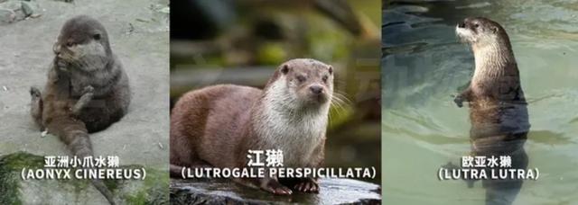 40年来贵州首次发现野生“水狗”，能猎杀鳄鱼，还敢上岸袭击人？