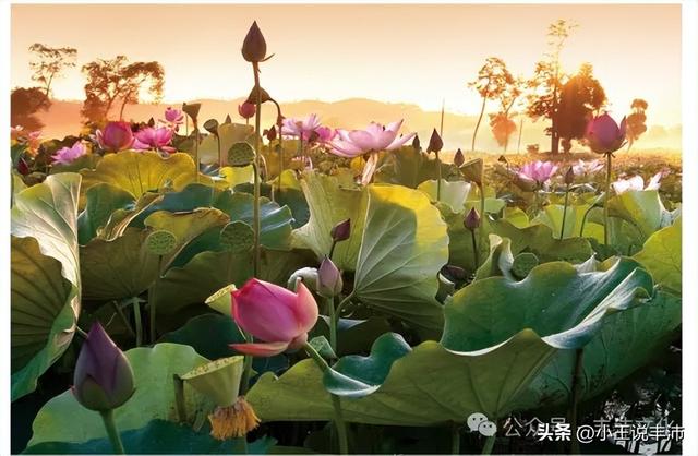 湖陵城的文化内涵和程子庙战役