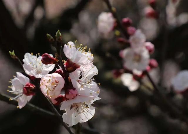 快冲！上方山春日花海已就位！