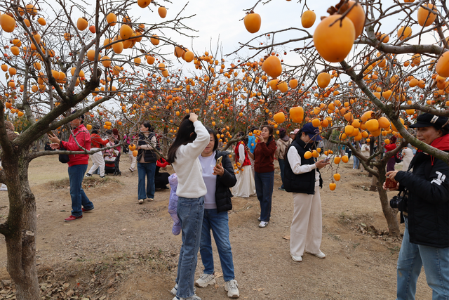 沙子口街道大河东村双拥公园：秋意浓，文明美，共赴一场秋日之约