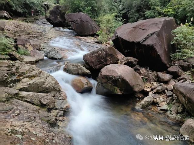 温州这个以畲族始祖命名的4A级景区，秘藏着一座“生物王国”！