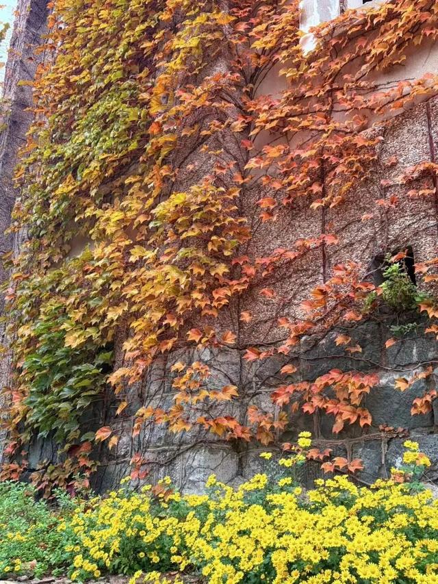 美到词穷！灵山岛秋日慢游攻略来了→