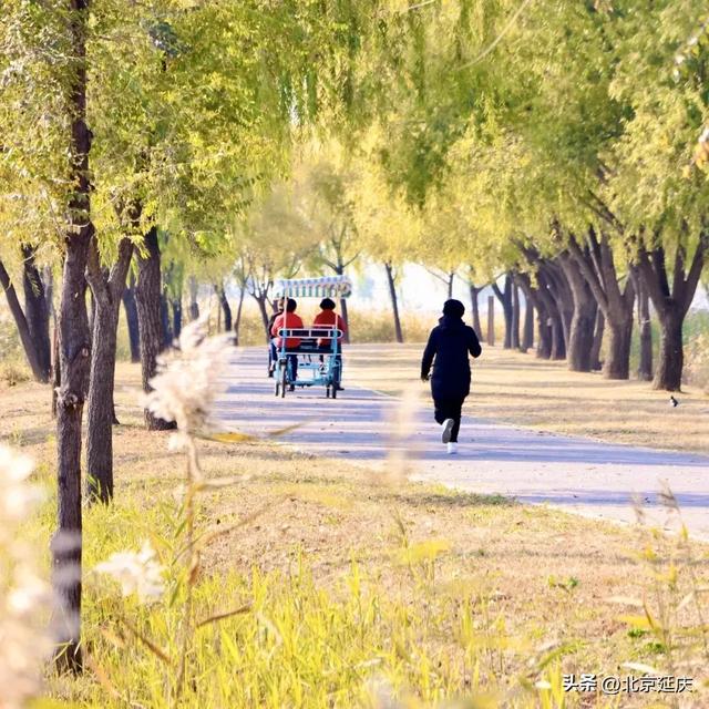 延庆的金色浪漫，就在——